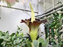Jednodňový zázrak. V Botanickej záhrade UK rozkvitol raritný kvet