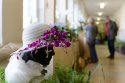 Nitrianska výstava láka milovníkov orchideí: V najväčšej zbierke na Slovensku nájdete aj drobné unikáty 