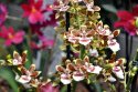 Nežná krása orchideí v znamení živých stien
