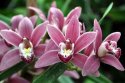 V botanickej záhrade SPU v Nitre otvorili jedinečnú výstavu orchideí