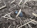 V obci Pusté Úľany pri Galante našli meteorit