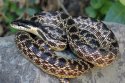 Zoológovia z Katedry zoológie Prírodovedeckej fakulty Univerzity Komenského v Bratislave  objavili nový druh hada