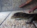 Vivárium SPU má nového obyvateľa - varana